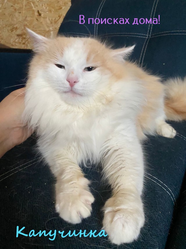 Жизнь домашнего приюта "Котоленд" 327