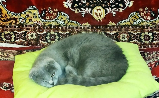 Лето и коты