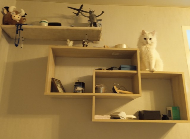 Котовторник 19.07.22