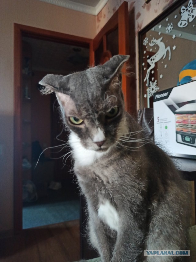 Котовторник 19.07.22