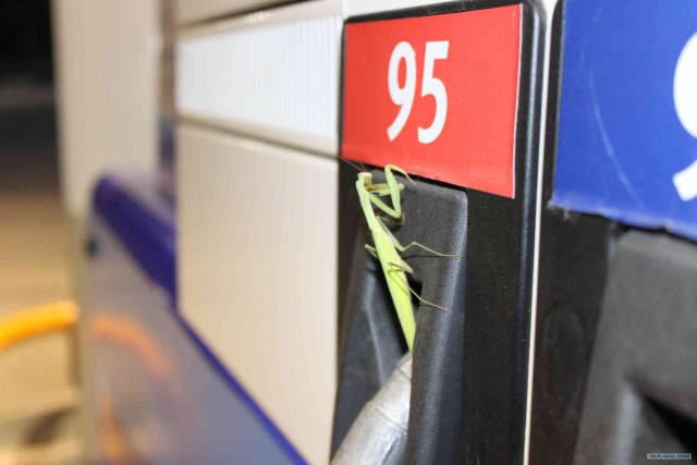 Экспедиция Тамбов-Карелия (бесов нос).