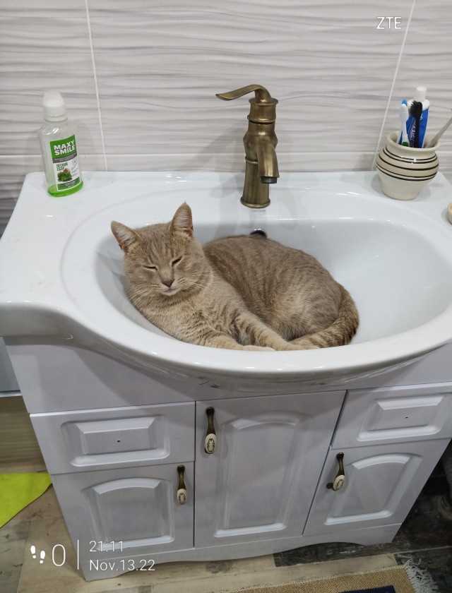 Вторник, ваши коты и кошки в студию