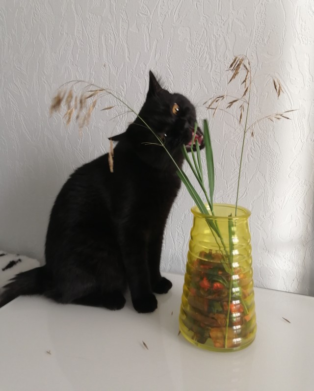 Вторник, ваши коты и кошки в студию