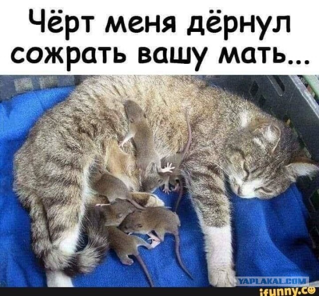Котоюмор на ЯП. Веселые кото-картинки!