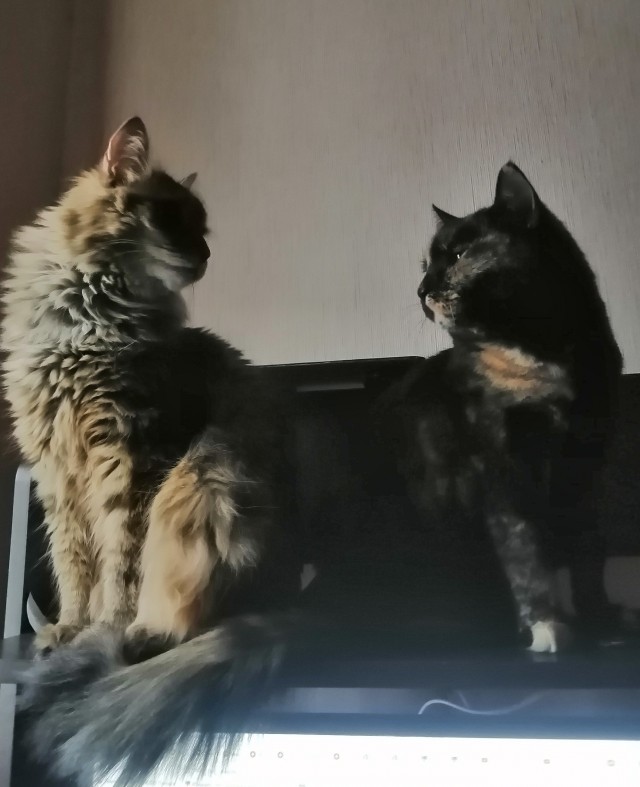 Котодракула