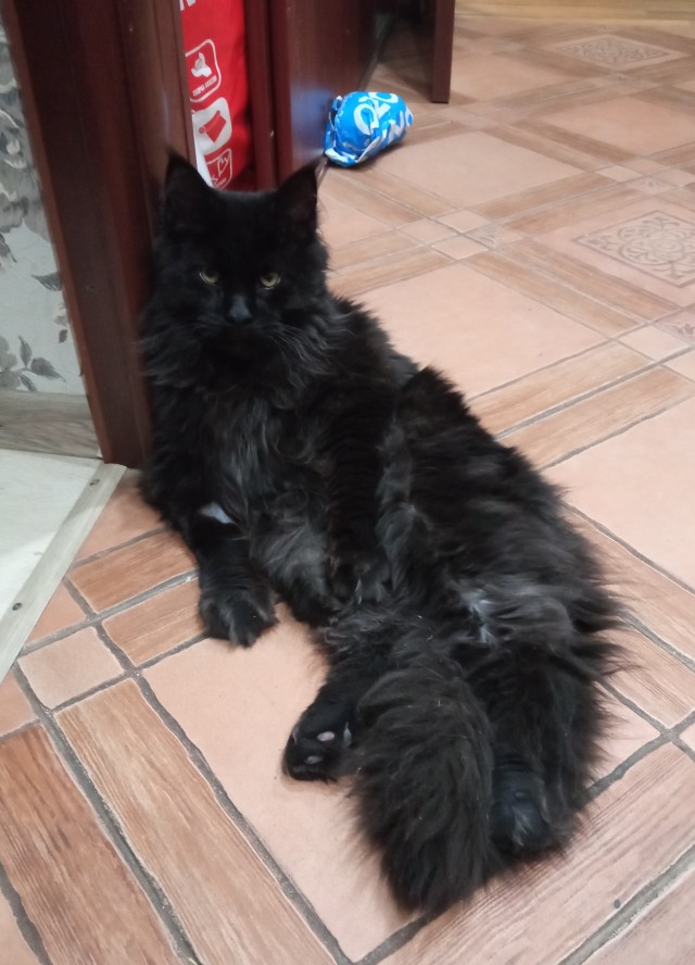 Его зовут Кот
