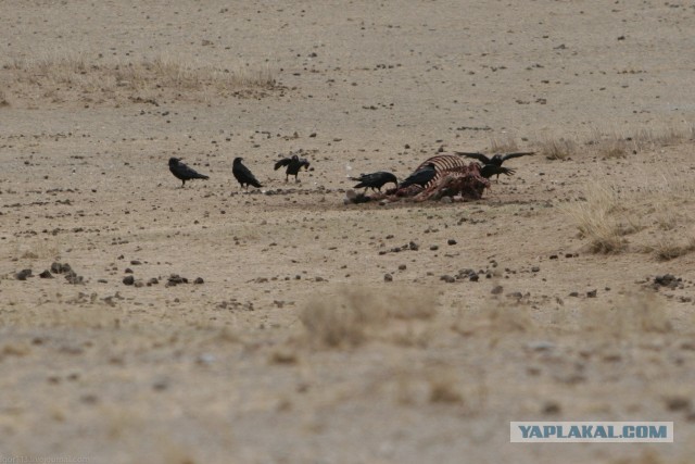 В Монголию на мотоциклах 2006