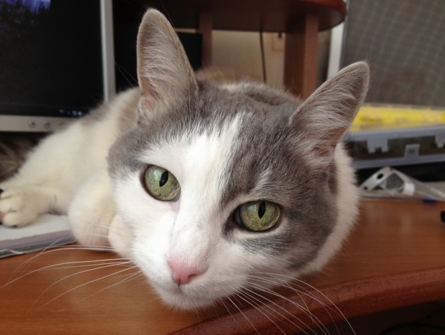 Котовторник 09.04.2013