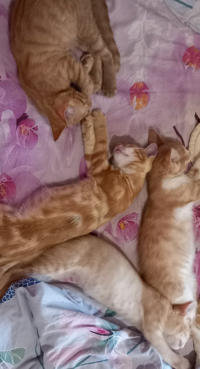 Котовторник Рыжих