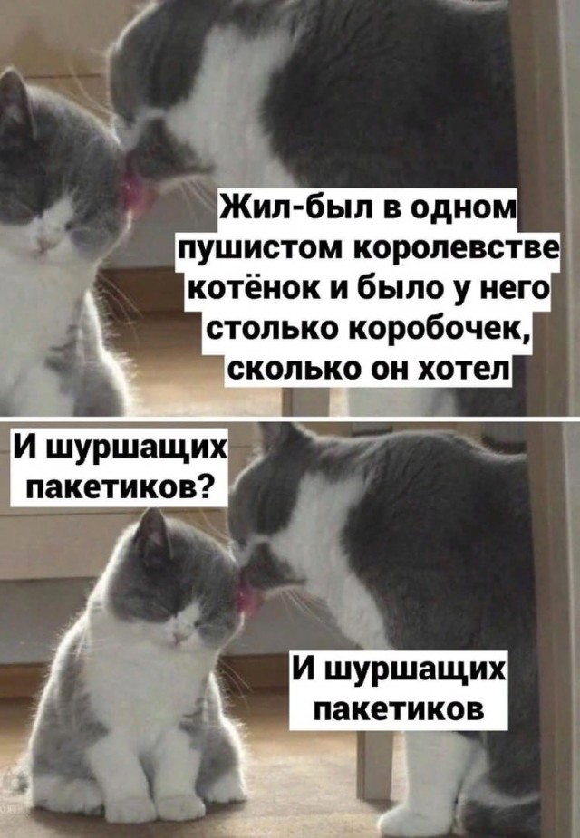 Весёлый полтишок 10.10.23