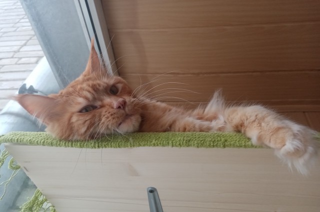 Первый Котовторник 2024
