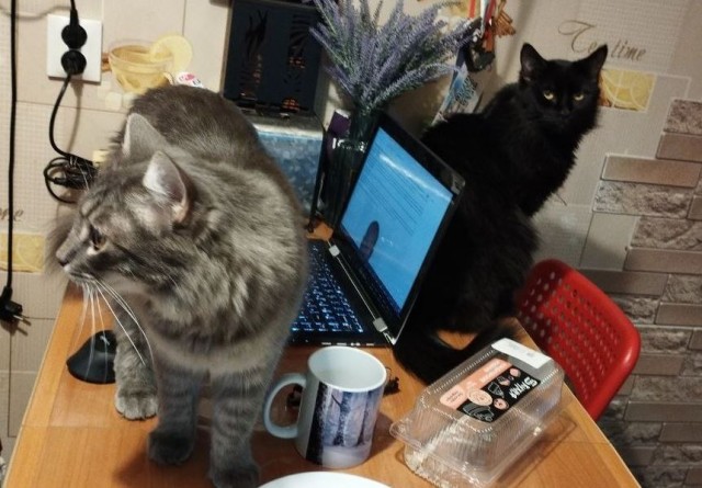 Принимайте в собратья, которабы