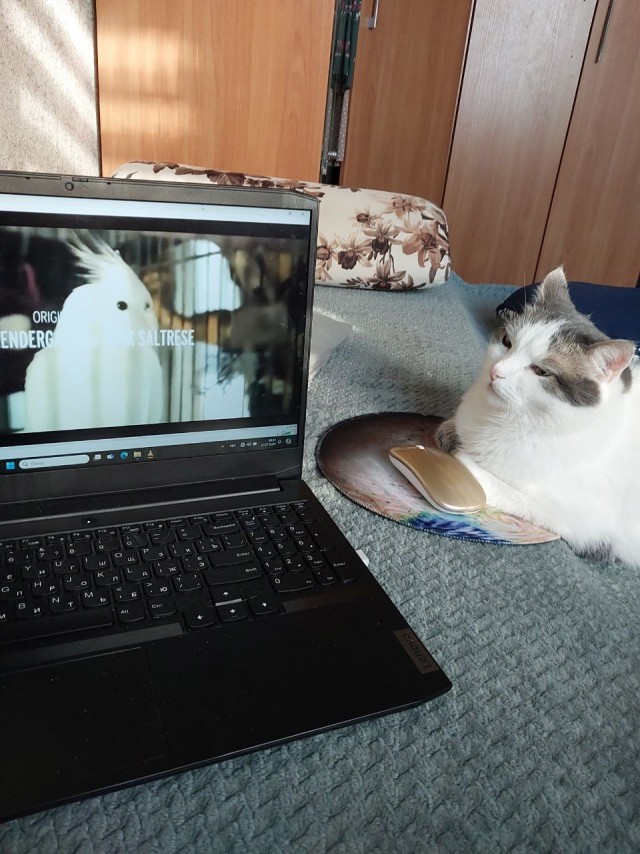 Котовторник. Мой котан