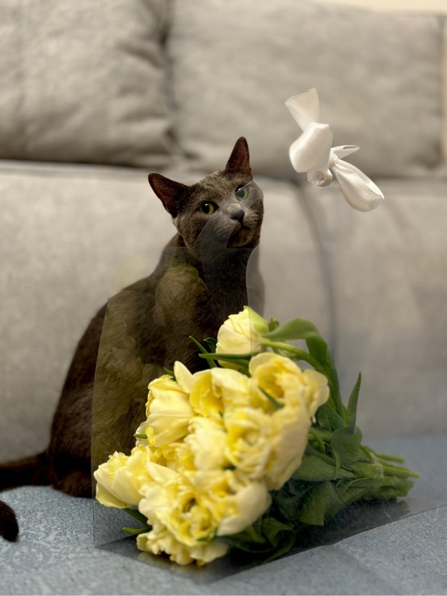 Котовторник же!