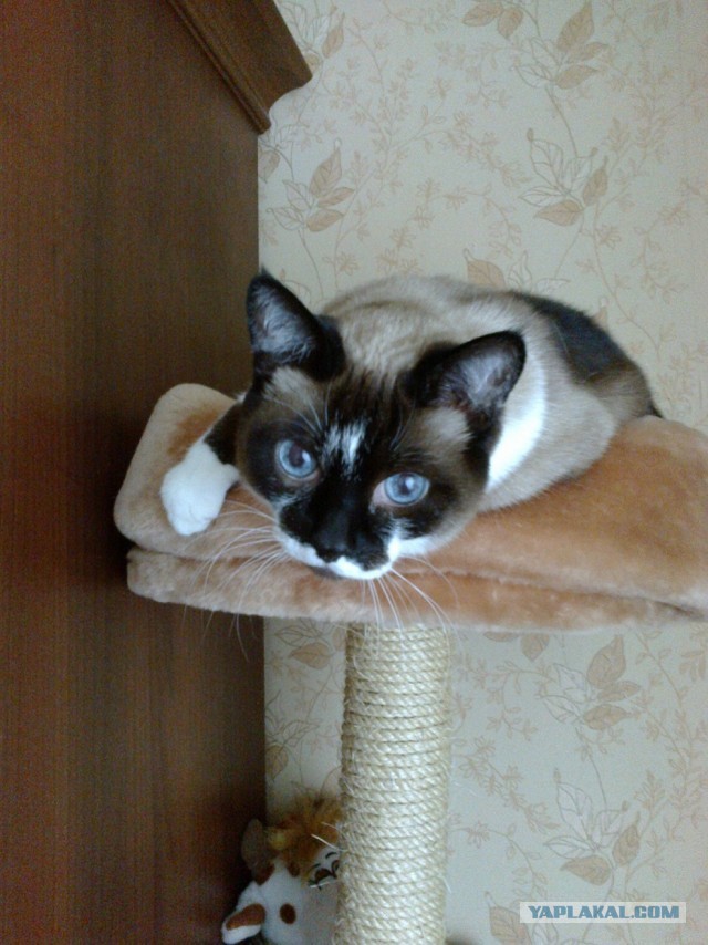 Кот, который научился доверять людям
