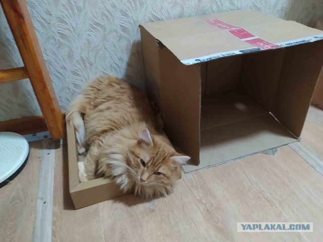 Коробочки наше фсё