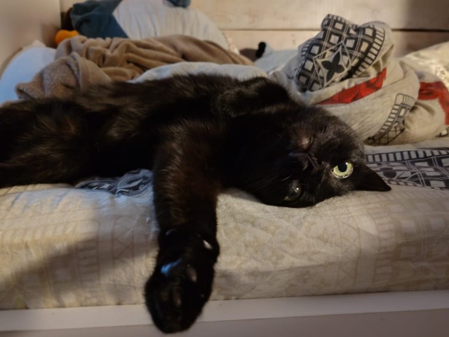 Жизнь с котом в одной картинке