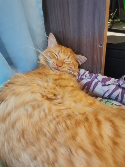 Гладь, я сказал