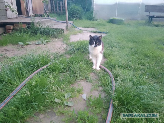 Жизнь домашнего приюта для котеек 545
