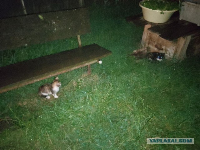 Жизнь домашнего приюта для котеек 550