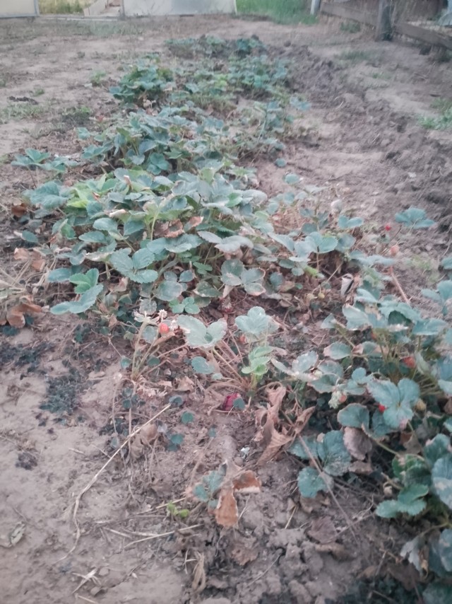 Маленькая, но вкусная..