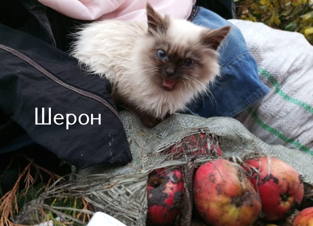 Жизнь домашнего приюта "Котоленд" 517