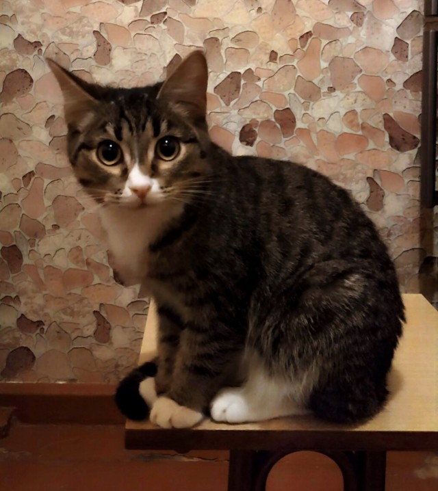 Любвеобильные котики