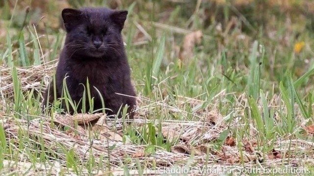 Чилийский дикий кот