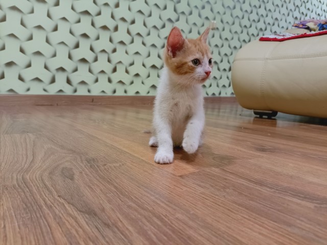 Для тех кто хочет в котовторник .