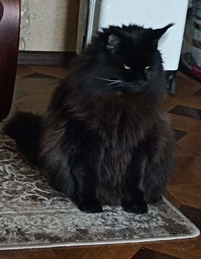 Мой Амулет