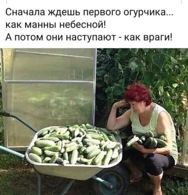 Так себе картинки 21.06.26