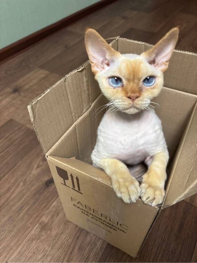 Котовторник же!