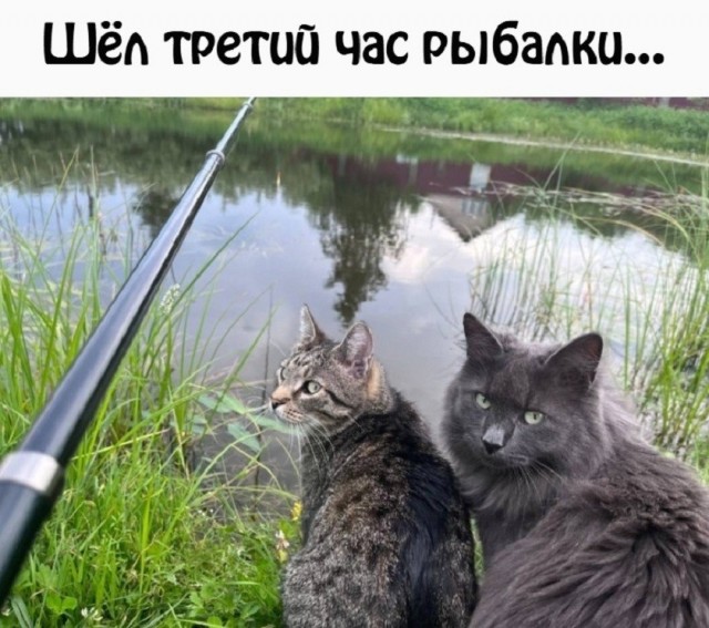 Так себе картинки 18.08.26