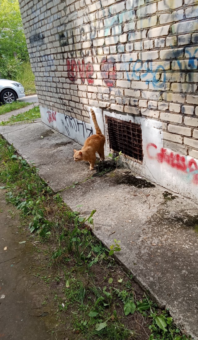 Погоня в прямом эфире
