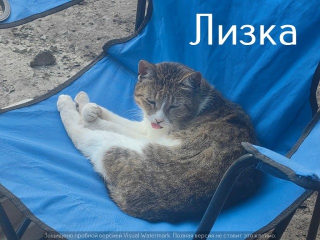 Жизнь домашнего приюта "Котоленд" 561
