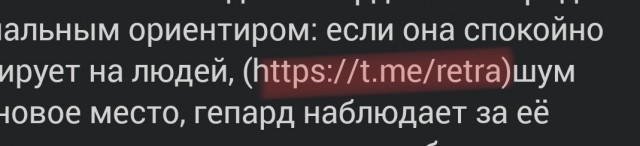 Некоторые гепарды настолько пугливы и застенчивы, что в зоопарках и природоохранных центрах им подбирают собак-компаньонов