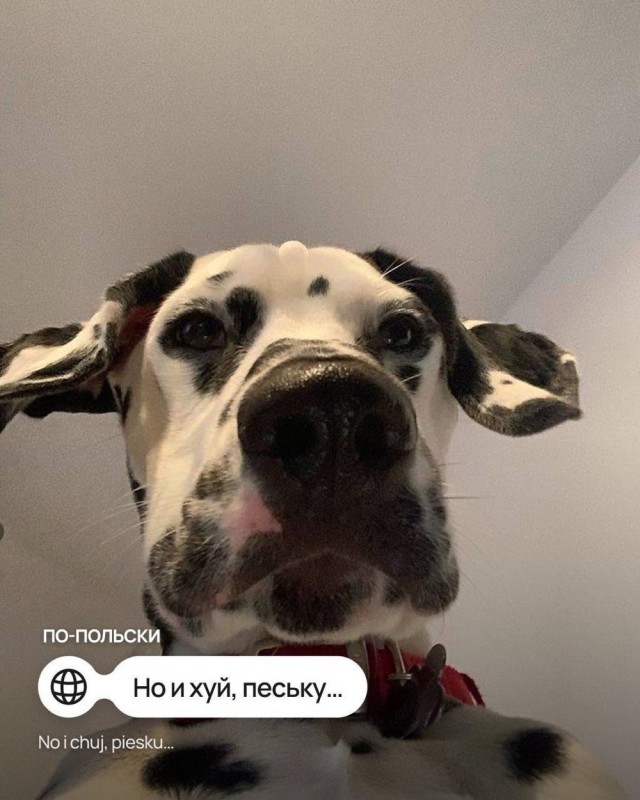 9 мемов про собачку на разных языках
