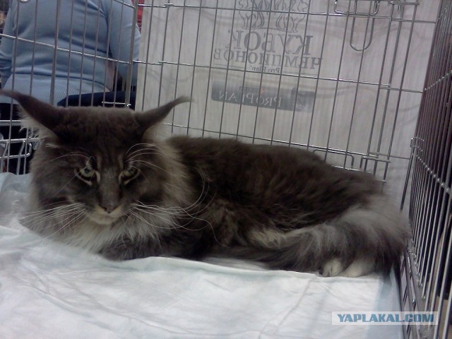 Котовторник 29.10.2013