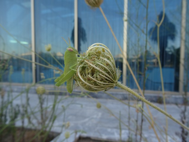 Сталкер по турецки