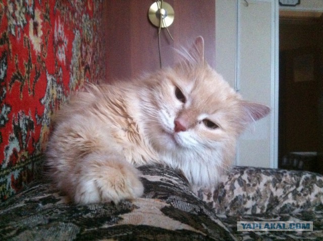 Котовторник 04.03.2014
