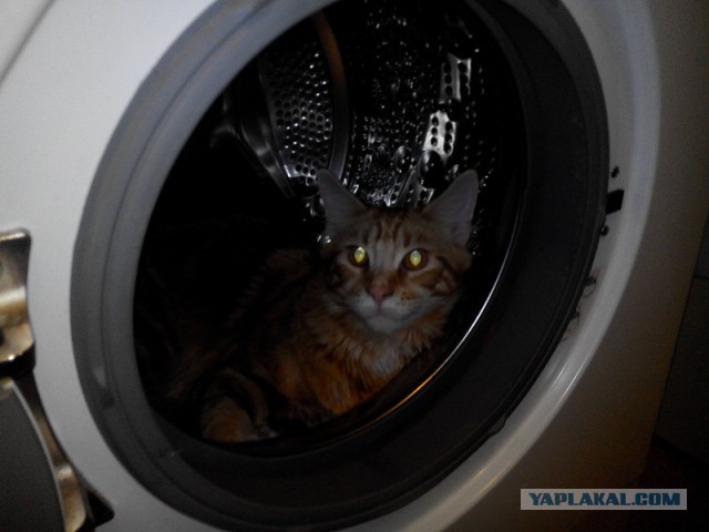 Котовторник 29.04.14.