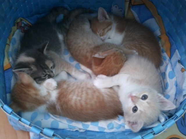 Котовторник 01.07.2014