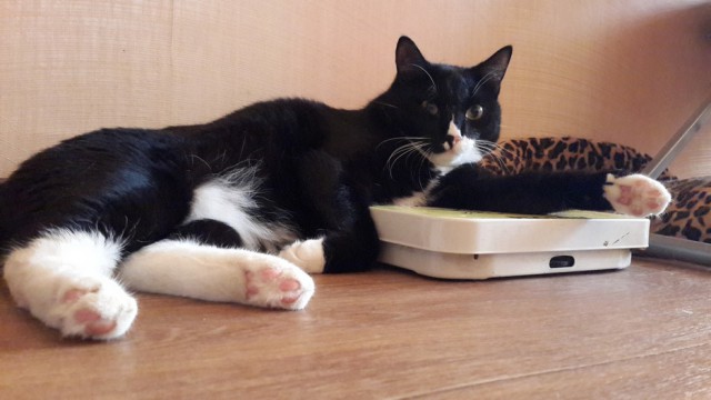 Котовторник 15.07.2014.