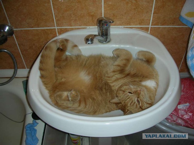 Котовторник 11.11.2014
