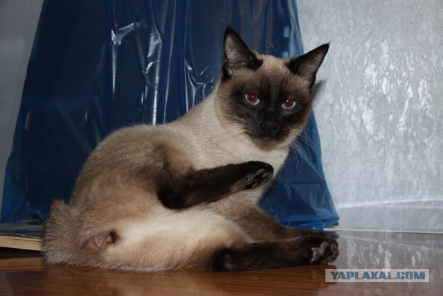 Котовторник 9.12.2014