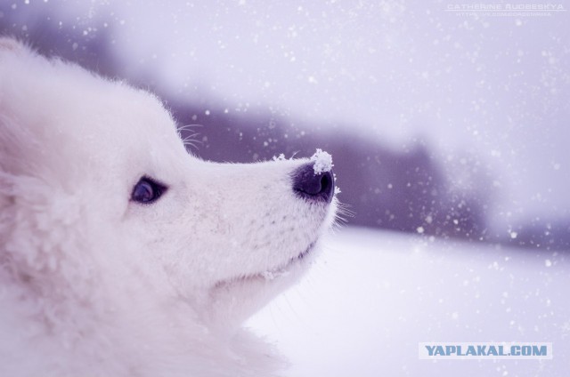 Самоедская лайка