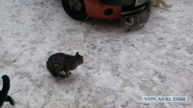 Котовторник 07 04 2015