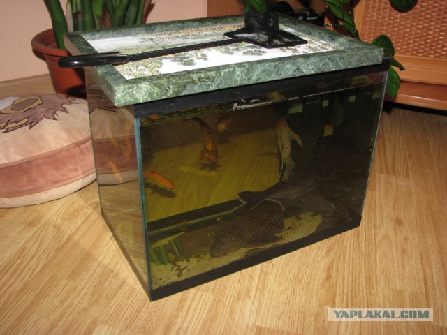 Оформляем аквариум