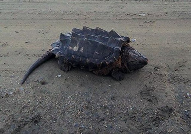 В Амуре обнаружили экзотическую грифовую черепаху