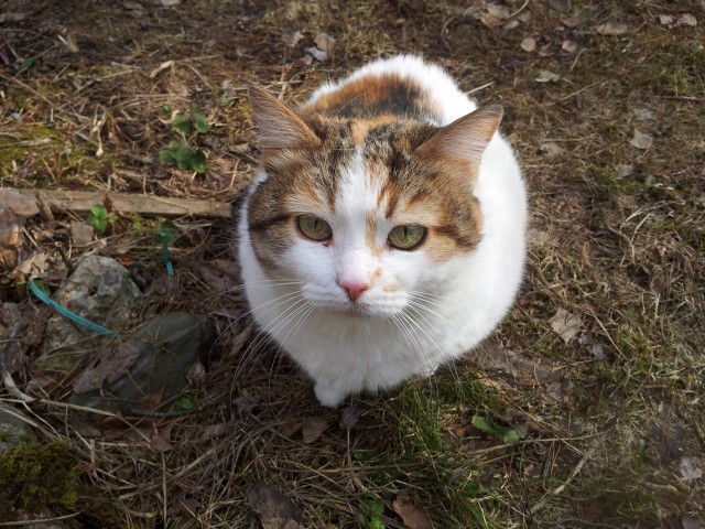 Котовторник 28.07.2015